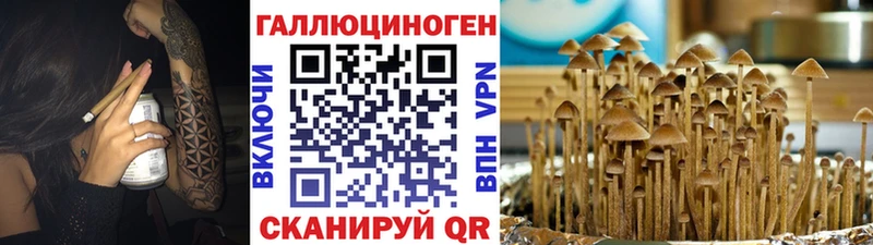 Псилоцибиновые грибы мицелий  Купить  Ак-Довурак 